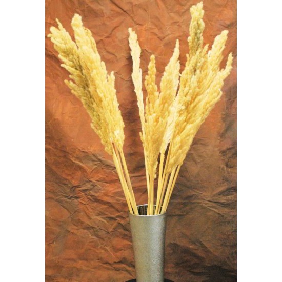 Dried Natural Pampas Grass - Eryanthus Short Stem