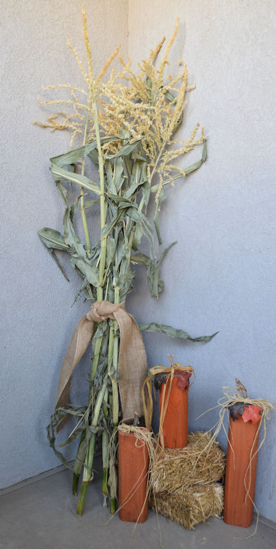 Dried Corn Stalks For Sale Dried Corn Bundles