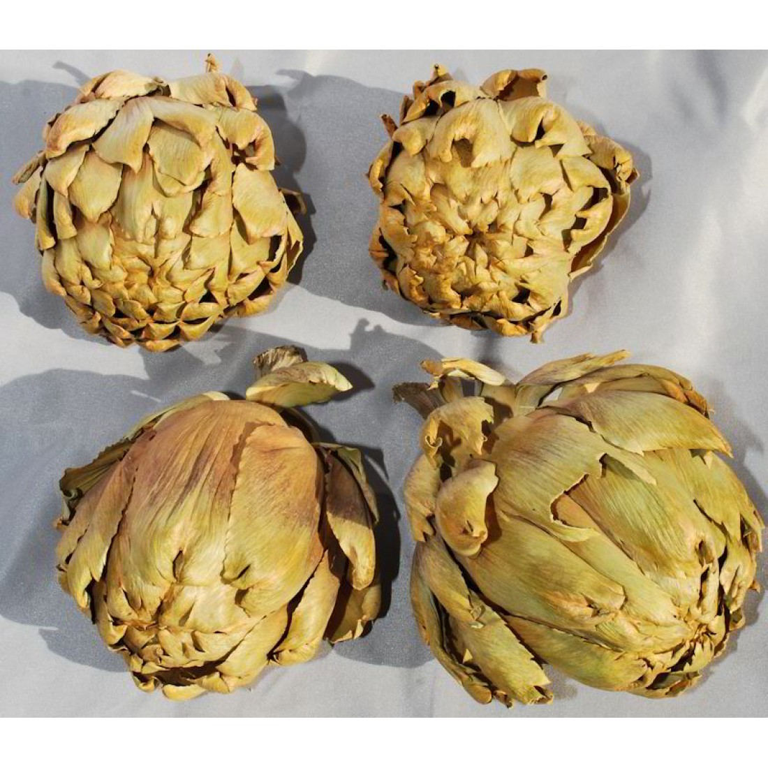 Dried Artichokes Large