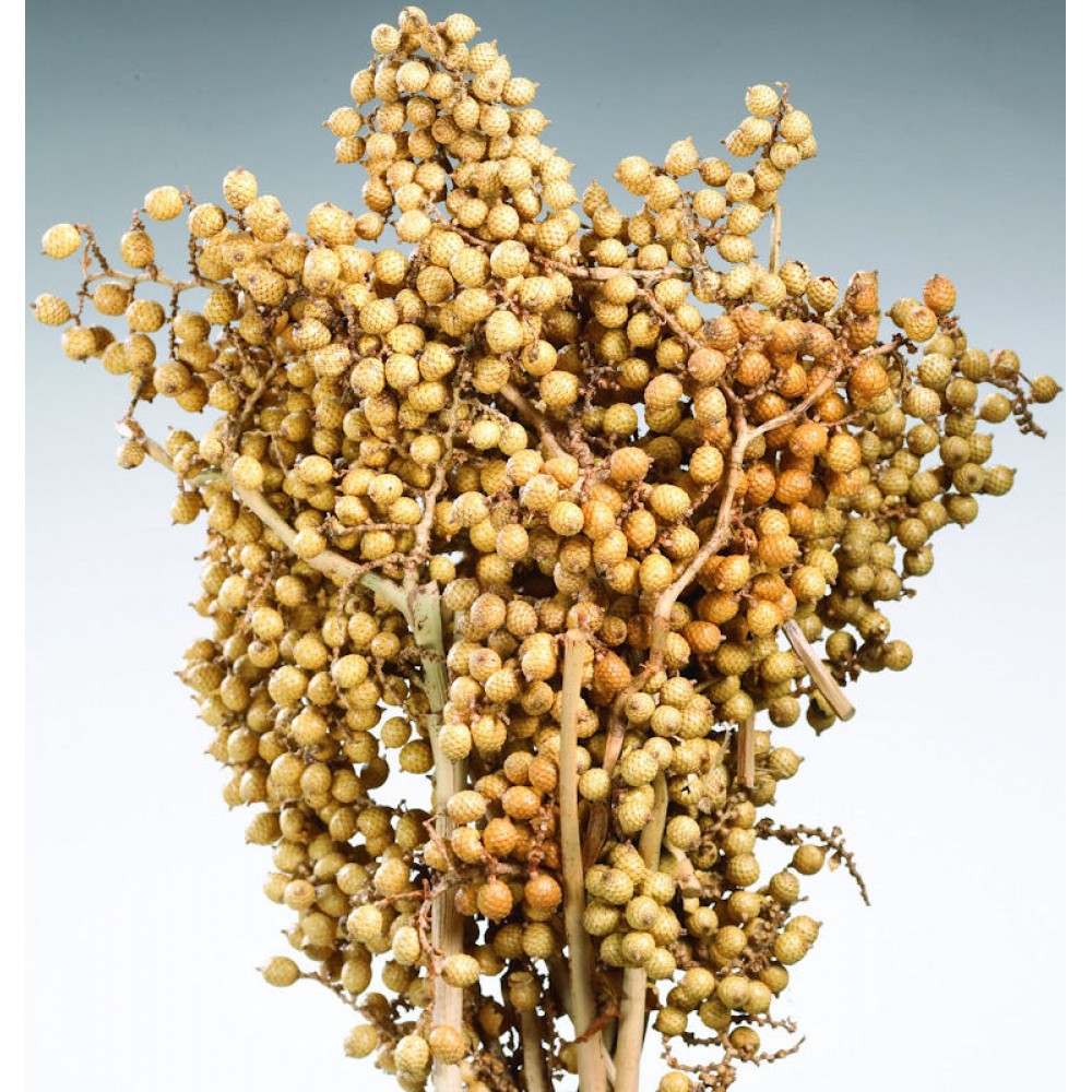 Dried Canella Berries Decorative Bunch