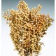 Dried Canella Berries - Canela Decorative Bunch