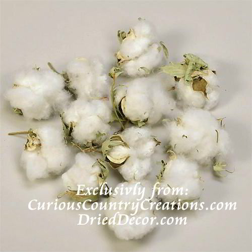 liter liefdadigheid omdraaien Cotton Bolls (Natural Cotton Balls)