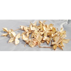 Decorative Cotton Pods (Petals, Brackets)