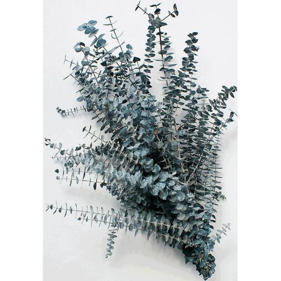 Preserved Eucalyptus Branches - Blue