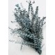 Preserved Eucalyptus Branches - Blue