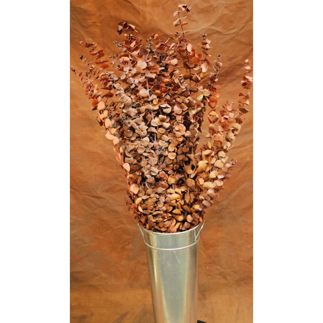 Preserved Eucalyptus Stems for sale Harvest