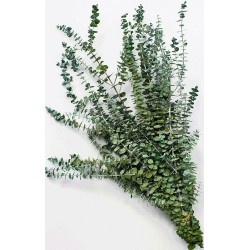 Preserved Eucalyptus Branches - Kiwi Green