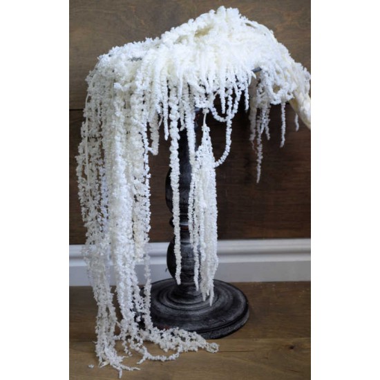 Hanging Amaranthus Preserved Bleached - Dried