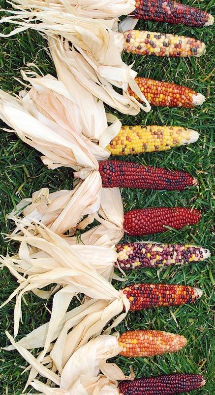Decorative Mini Indian Corn Small Baby Indian Corn