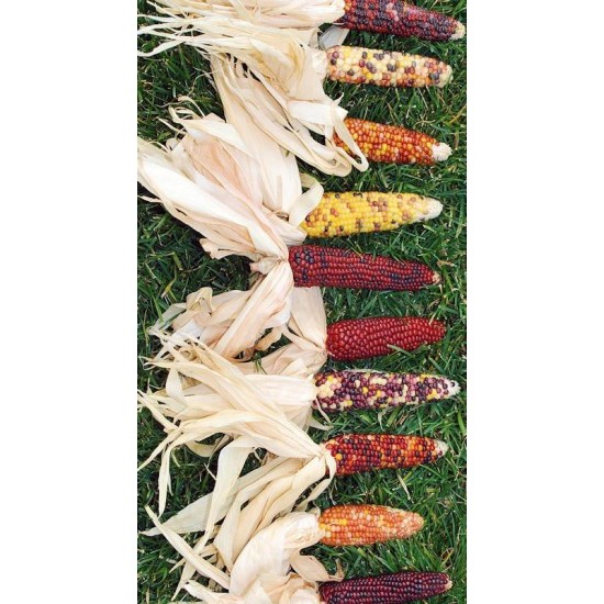 Decorative Mini Indian Corn