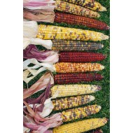 Decorative Indian Corn Seeds - Large