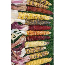 Decorative Indian Corn Seeds - Large