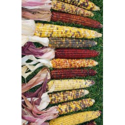 Decorative Indian Corn Seeds - Large