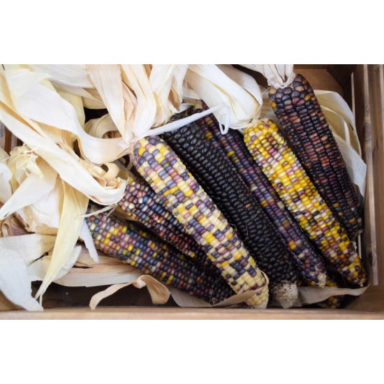 Decorative Indian Corn - Large Decorative Indian Corn - Large