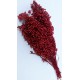 Dried Pepperberries - Dried Pepper Berries