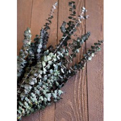 Preserved Eucalyptus Branches for sale - Green- 1lb Bunch