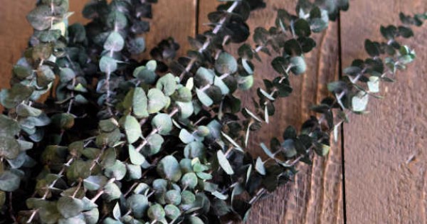 Dried Eucalyptus Branches, Preserved Eucalyptus Leaves for