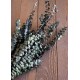 Preserved Eucalyptus Branches for sale - Green- 1lb Bunch