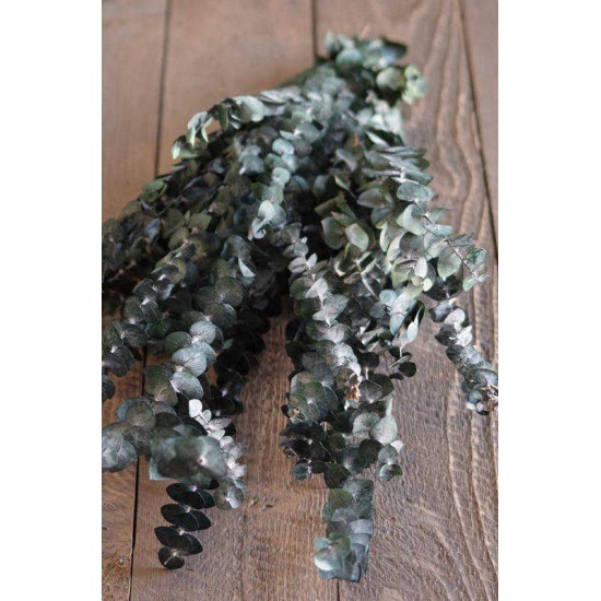 Preserved Eucalyptus Branches for sale - Green- 1lb Bunch