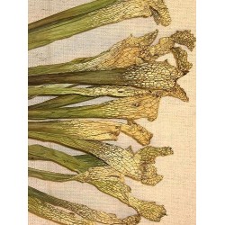 Dried Sarracenia (Pitcher Plant)