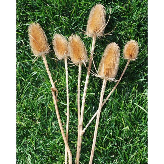 Dried Thistle Dried Thistle