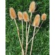 Dried Thistle Dried Thistle