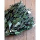 Preserved Seeded Eucalyptus Branches - Greens Preserved Seeded Eucalyptus Branches - Greens