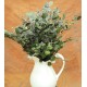 Preserved Seeded Eucalyptus Branches - Greens Preserved Seeded Eucalyptus Branches - Greens