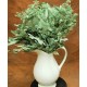 Preserved Seeded Eucalyptus Branches - Greens Preserved Seeded Eucalyptus Branches - Greens