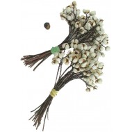 Tallow Berries - Short Stem - TallowBerries Dried