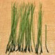 Long Pine Needles - Pine Straw Long Pine Needles - Pine Straw