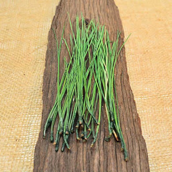 Long Pine Needles - Pine Straw