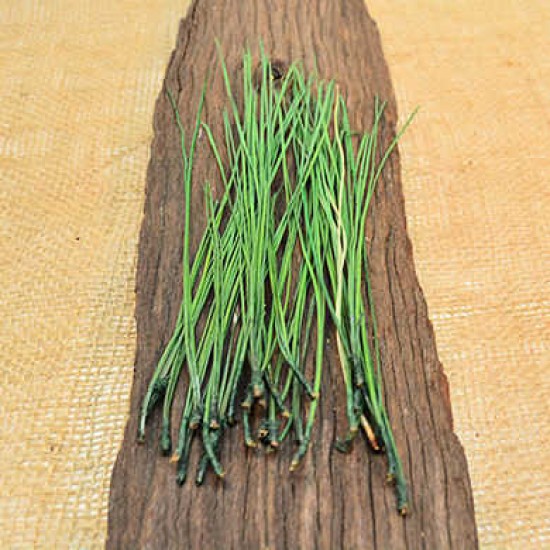 Long Pine Needles - Pine Straw Long Pine Needles - Pine Straw