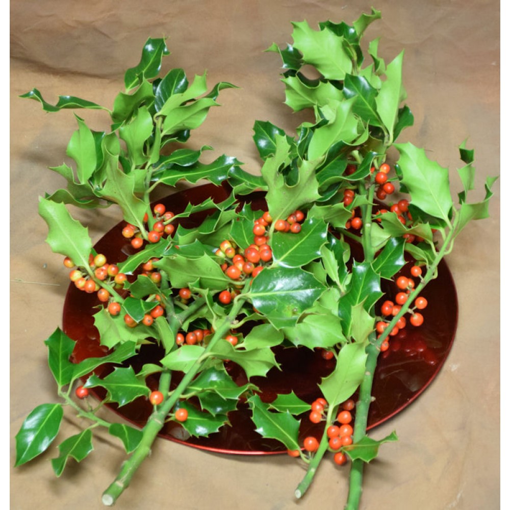 Preserved Fresh Holly Branches