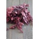 Preserved Seeded Eucalyptus Branches - Colors Preserved Seeded Eucalyptus Branches - Colors