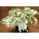 Preserved Seeded Eucalyptus Branches - Colors Preserved Seeded Eucalyptus Branches - Colors