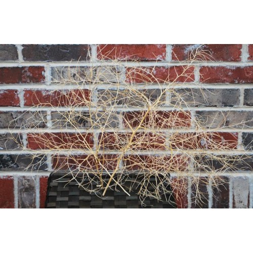 Tumbleweeds for Sale, Buy Tumbleweeds, Purchase Tumbleweed