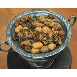 Black Hills Spruce Cones - Small Cones