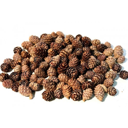 Pine cones for sale, Buy Pine cones, Purchase Pine cones
