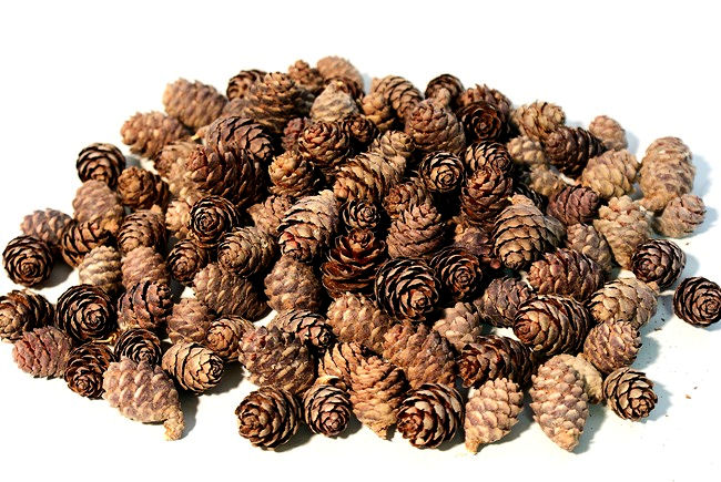 Pine Cones | Small Pine Cones | Mini Black Spruce Pine Cones | Pine Cone Filler (6 oz)