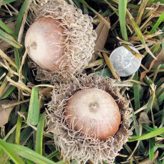 Bur Oak Acorns (Burr Oak Acorn)