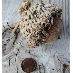 Bur Oak Acorns (Burr Oak Acorn)