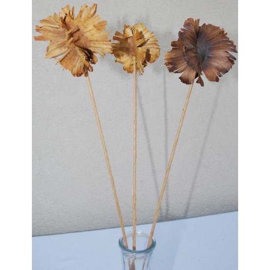 Dried Butterfly Pods - Stemmed