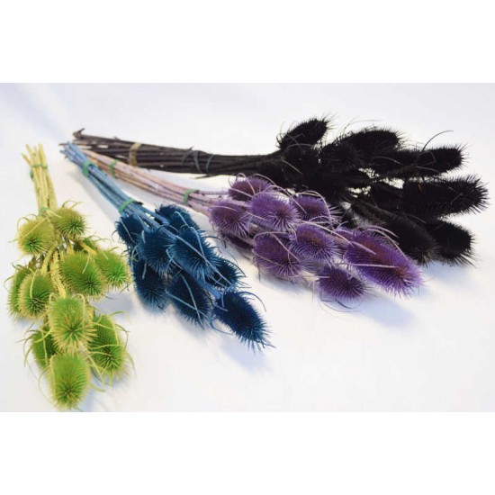 Dried thistle on Stems - Colors Dried thistle on Stems - Colors