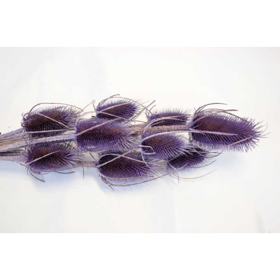 Dried thistle on Stems - Colors Dried thistle on Stems - Colors