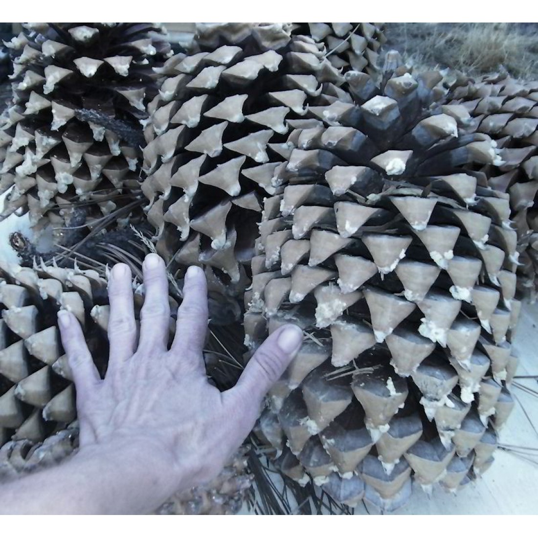 Gigantic Coulter Pine Cones, Very Large Decorative Pine cones, Digger
