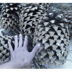 Gigantic Coulter Pine Cones