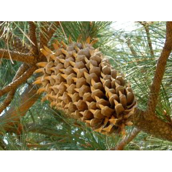 Gigantic Coulter Pine Cones