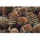 Alder Cones - Sabulosum Cone