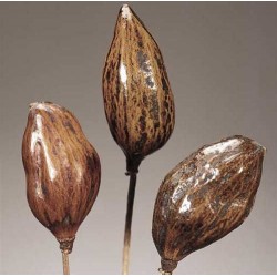 Dried Baobab Pods Stemmed